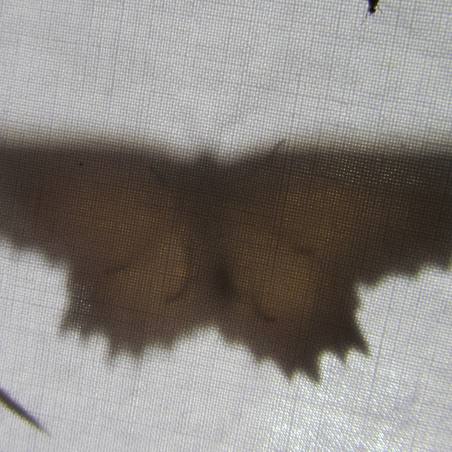 moth silhouette