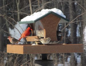bird feeder2