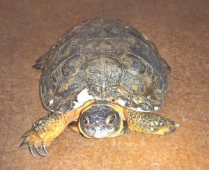 Clementine the Wood Turtle