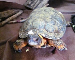 Clementine the Wood Turtle