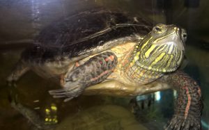 Clover the painted turtle
