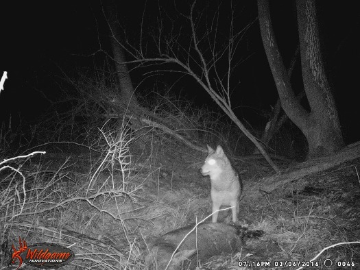 coyote at deer carcass