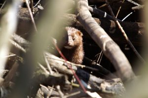 mink peeking out of beaver lodge