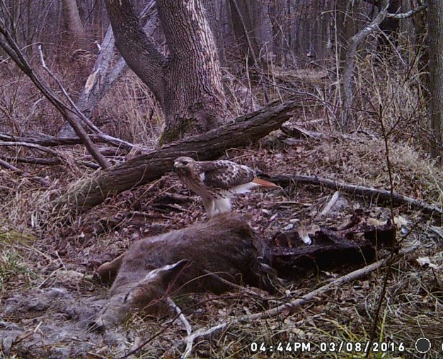 red-tailed hawk on top of deer carcass
