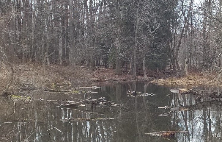 turtles on Green Heron Pond
