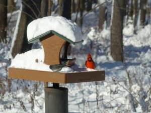 Cardinal on birdfeeder