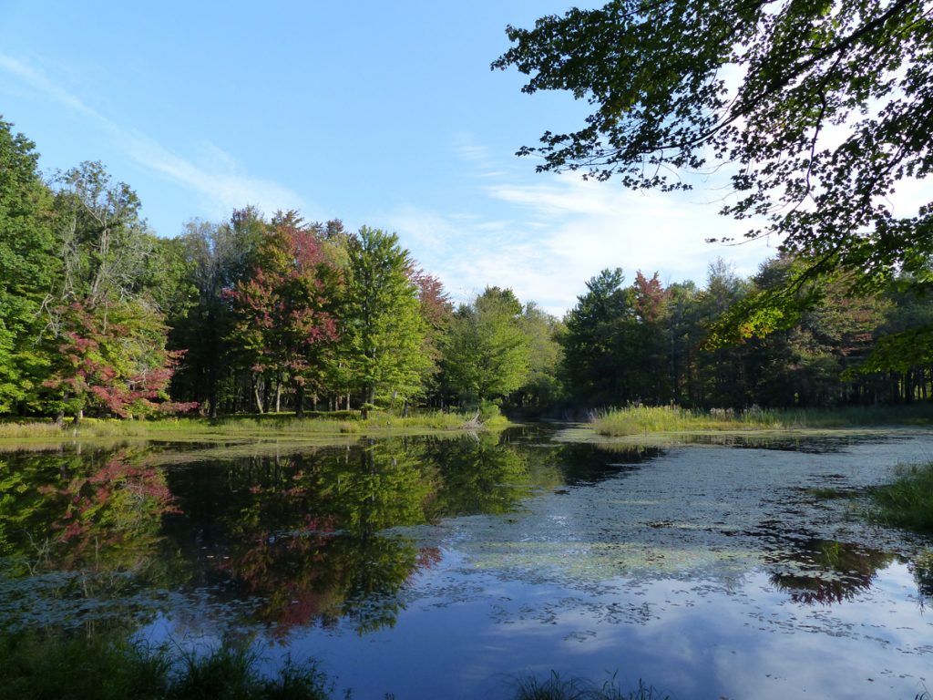 leaves beginning to change around pond