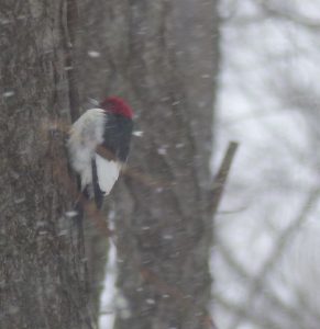 Red-Headed Woodpecker on tree trunk