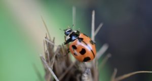 Nine-spotted ladybug