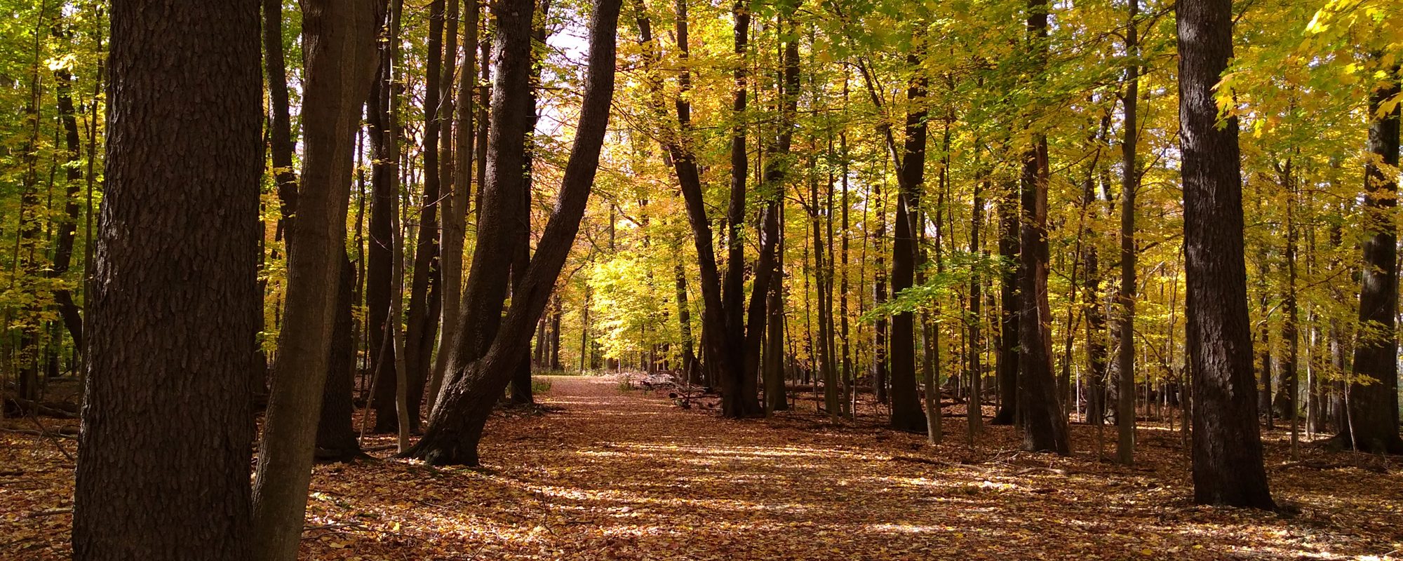 are dogs allowed at reinstein woods