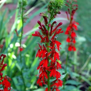 Cardinal Flower