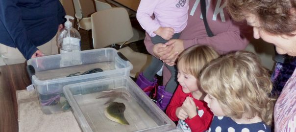 children touching sea creatures in tub