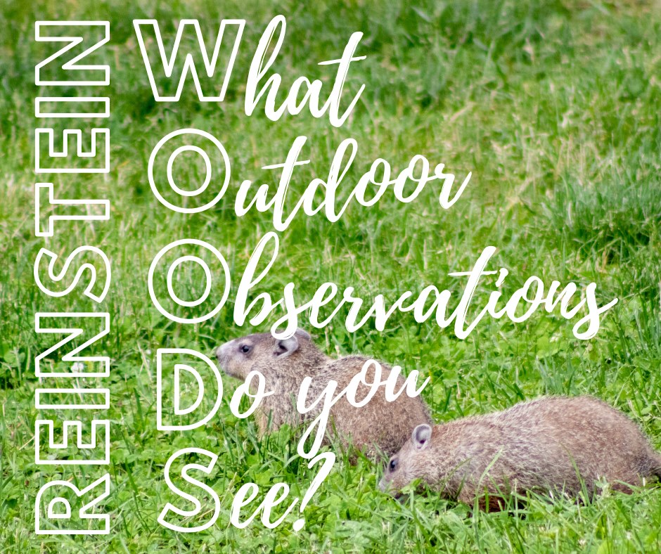 What outdoor observations do you see?