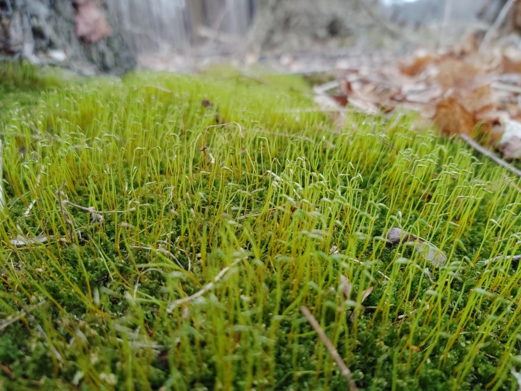 moss closeup