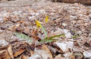 Trout Lily