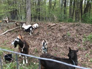 Goats inside a fence in the woods