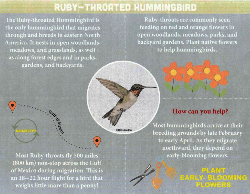 Hummingbird Watch