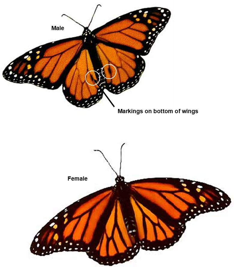 Female Versus Male Monarch Butterfly