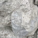 close up of coral fossil in rock