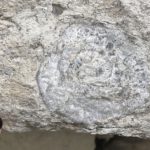 coral fossil on stone house