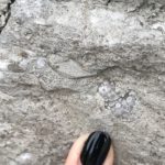 finger pointing to coral fossil in stone house