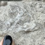 finger pointing to coral fossil