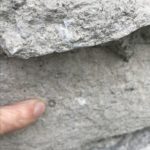 finger pointing to crinoid fossil on stone house