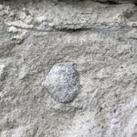 Brachiopod fossil in Stone House