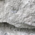 Bryozoa fossil in Stone House