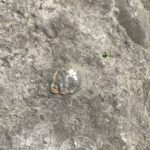 coral fossil in rock with some calcite crystals