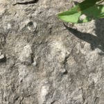 coral fossil in rock