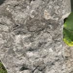 coral fossil in rock