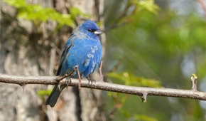 indigo bunting