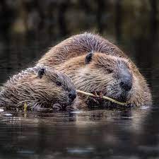 large beaver and small beaver chewing sticks in water