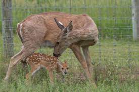 Doe with fawn