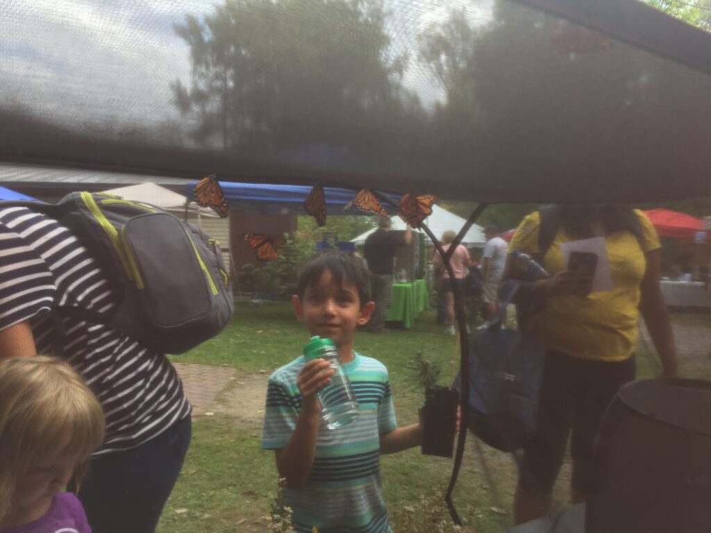 Fall festival - child looking at monarch butterfly