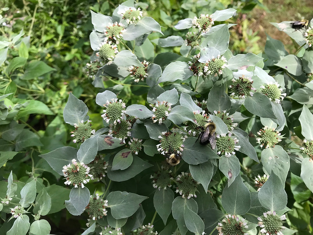 Short-toothed Mountain Mint - reinsteinwoods.org