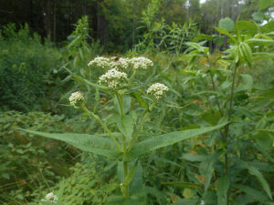 Common Boneset