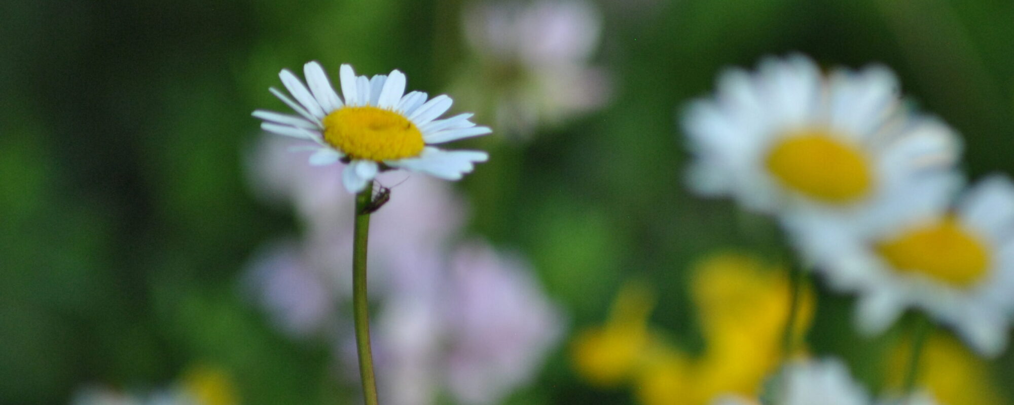 dsc_0417_35157063761_o