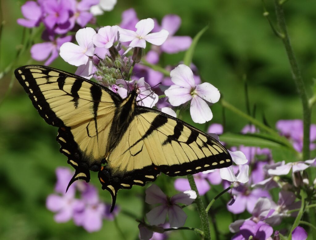tiger swallowtail on phlox flowers