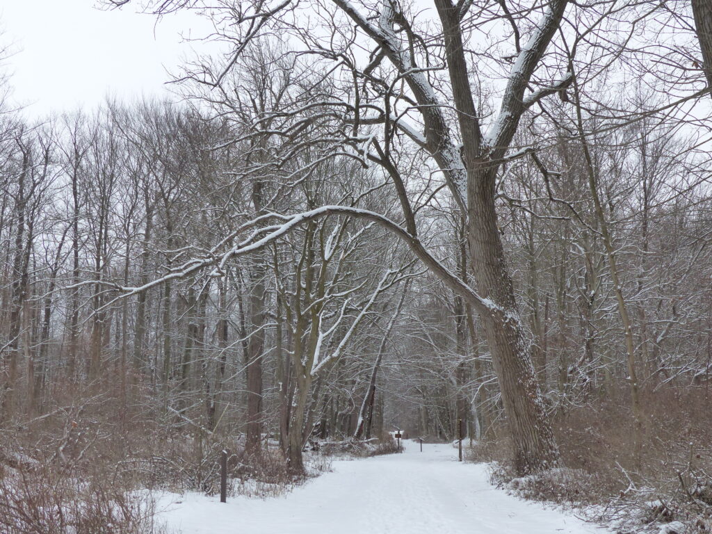 Trail in Winter