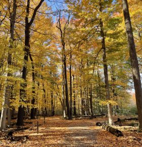 Fall at Reinstein Woods