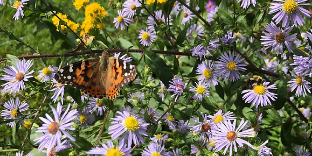 New York Aster with a monarch butterfly