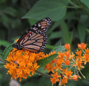 butterfly weed with monarch