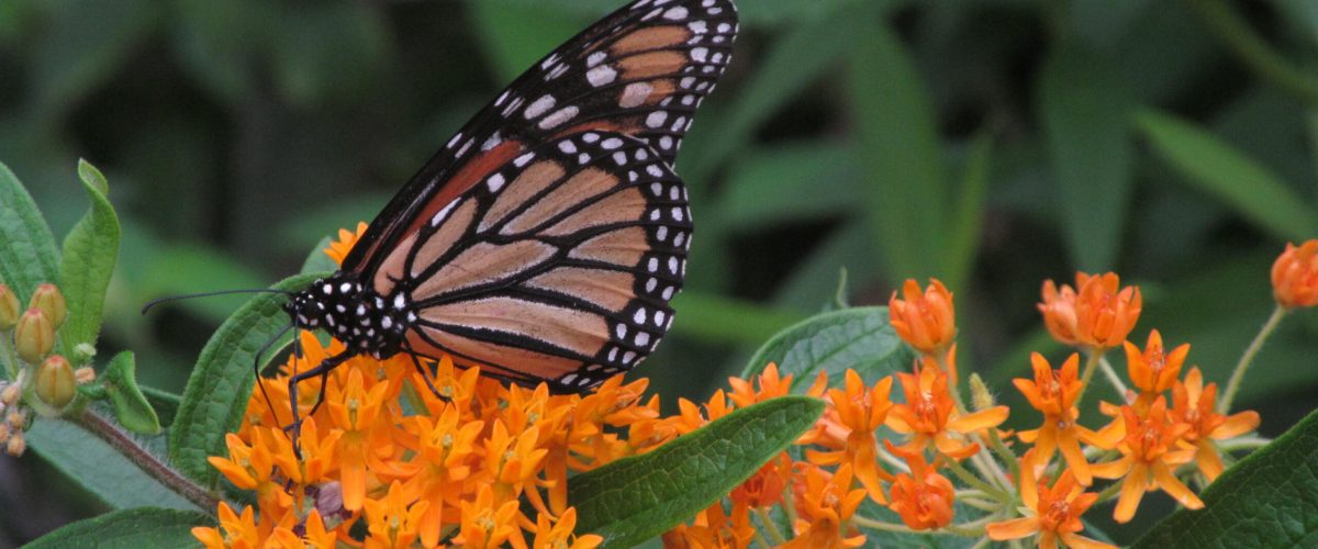 butterfly weed with monarch