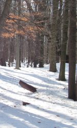 snowy trails