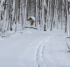 ski tracks through snowy trail